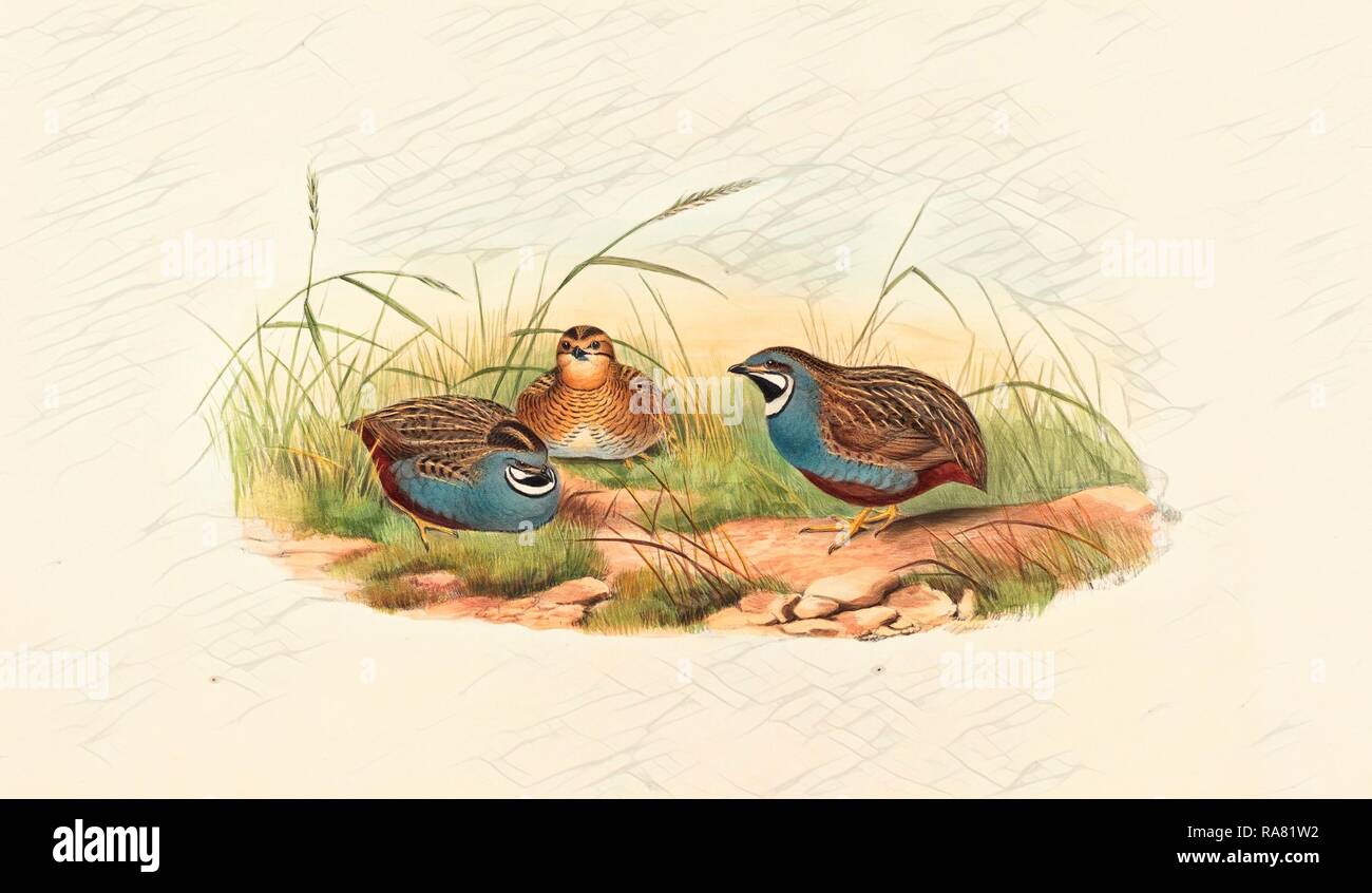 John Gould and H.C. Richter (British (?), active 1841 active c. 1881 ), Excalftoria minima (Blue-breasted Quail reimagined Stock Photo