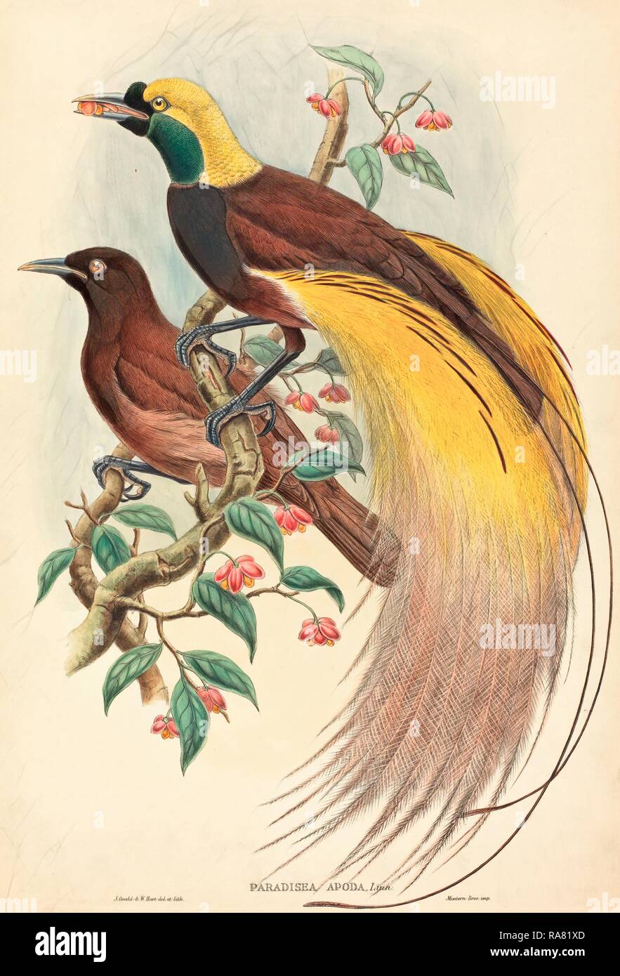 John Gould and W. Hart (British, 1804 - 1881 ), Bird of Paradise (Paradisea apoda), published 1875 1888, hand colored reimagined Stock Photo