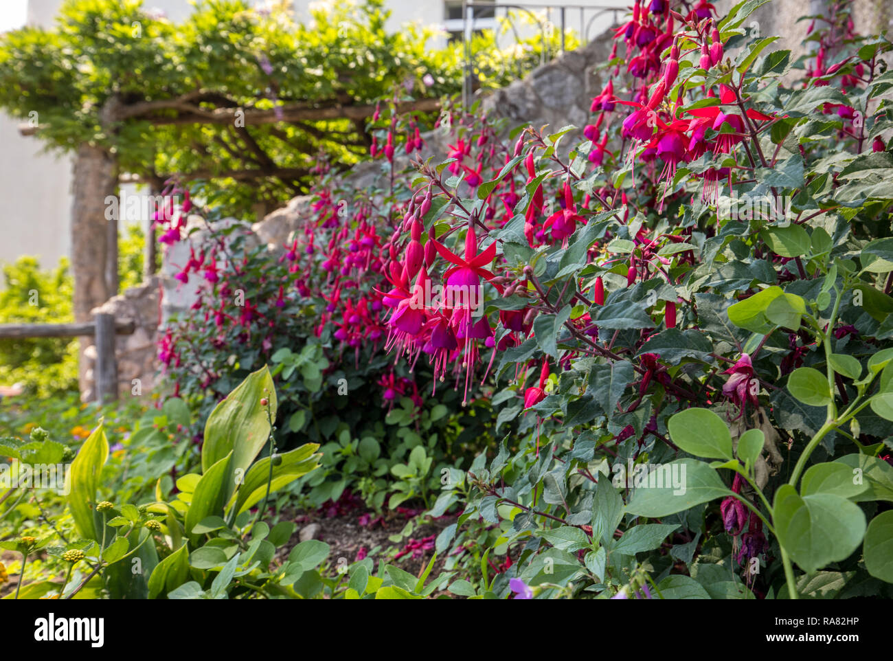 flowers of red dipladenia mandevilla in garden Stock Photo - Alamy