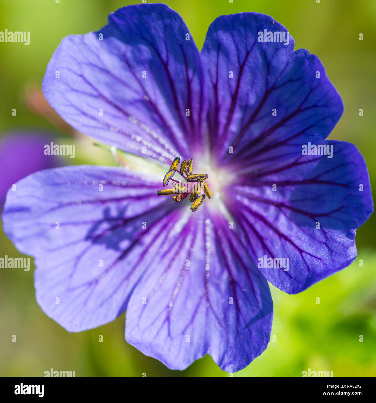 A macro shot of a blue hardy geranium bloom. Stock Photo