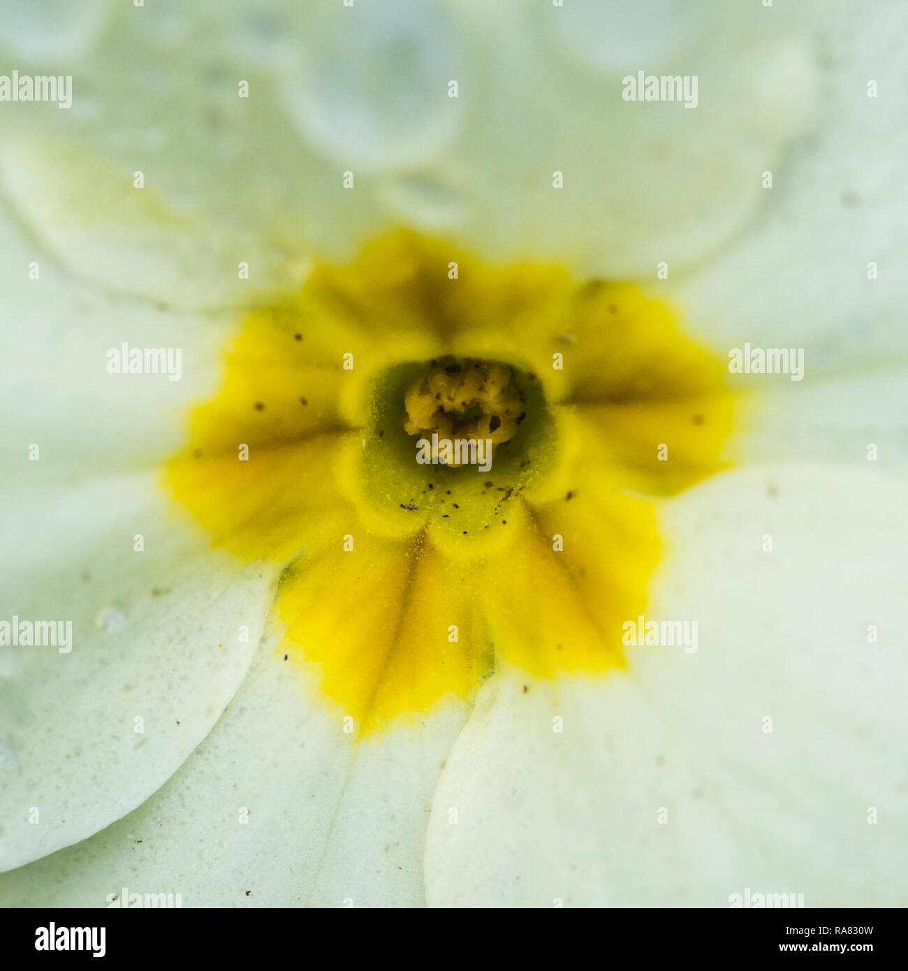 A macro shot of the centre of a common primrose bloom. Stock Photo