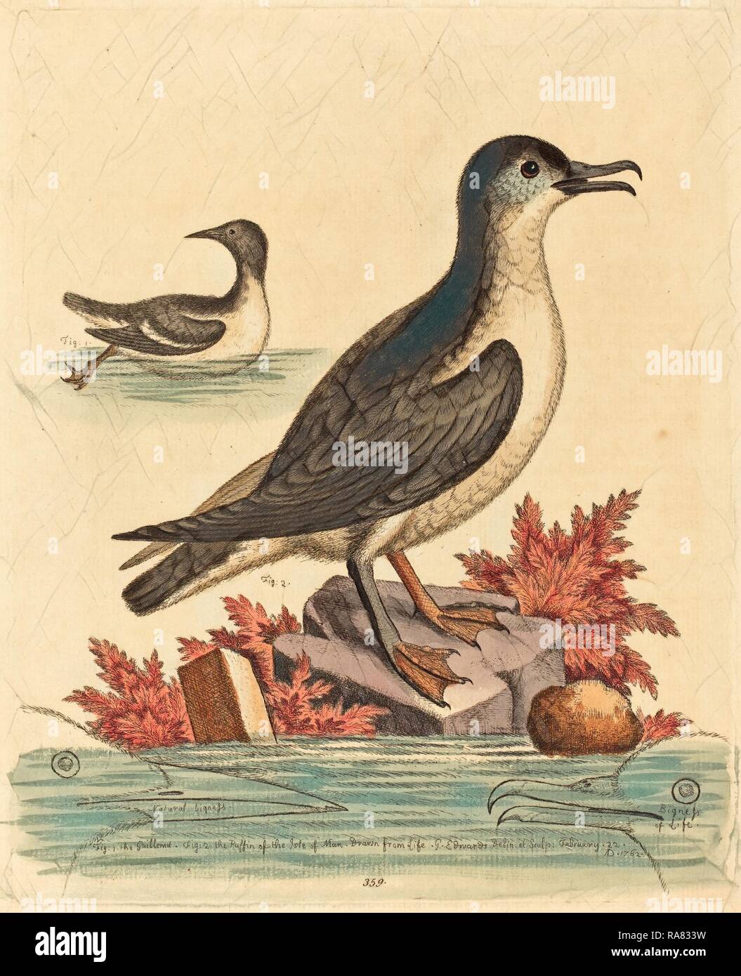George Edwards (English, 1694 - 1773), The Guillemot and the Puffin of the Isle of Man, 1762, hand-colored etching reimagined Stock Photo