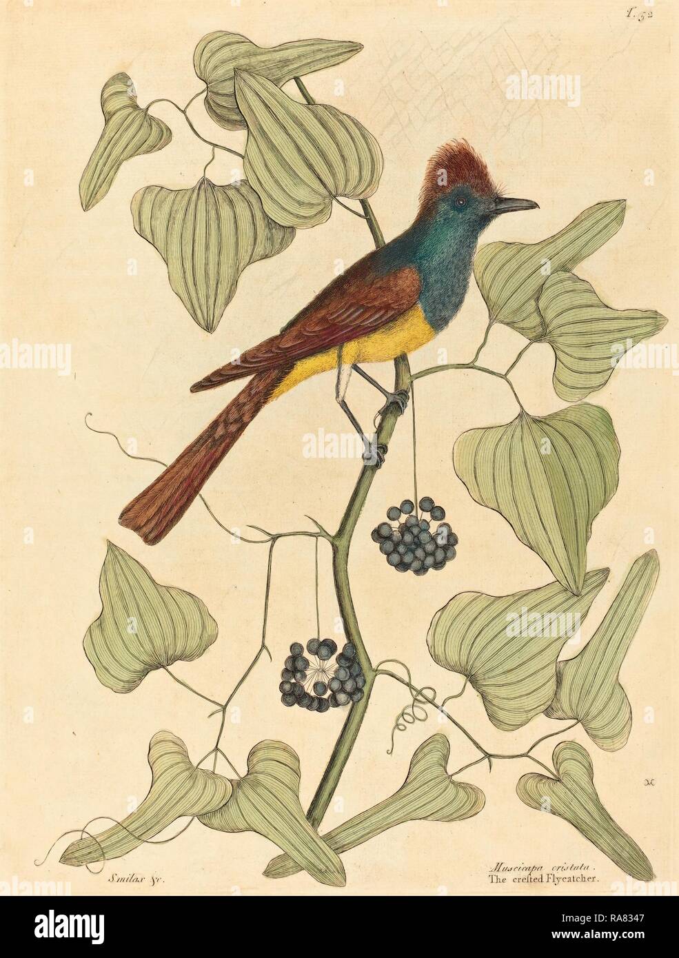 Mark catesby hires stock photography and images Alamy