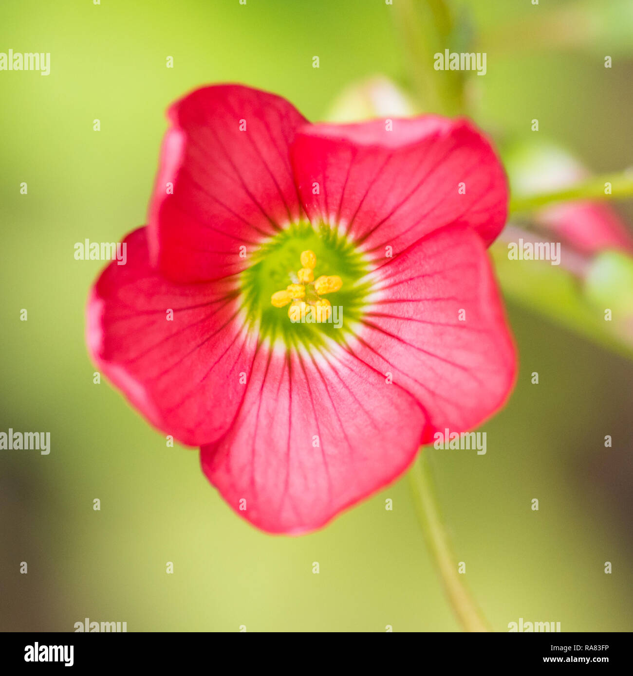 A macro shot of an oxalis iron cross bloom. Stock Photo