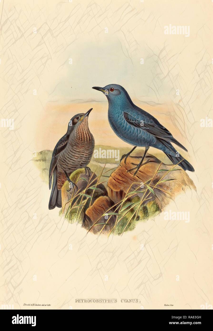 John Gould and H.C. Richter (British (?), active 1841 active c. 1881