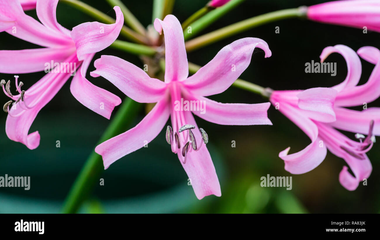 A macro shot of a pink nerine bowdenii bloom. Stock Photo