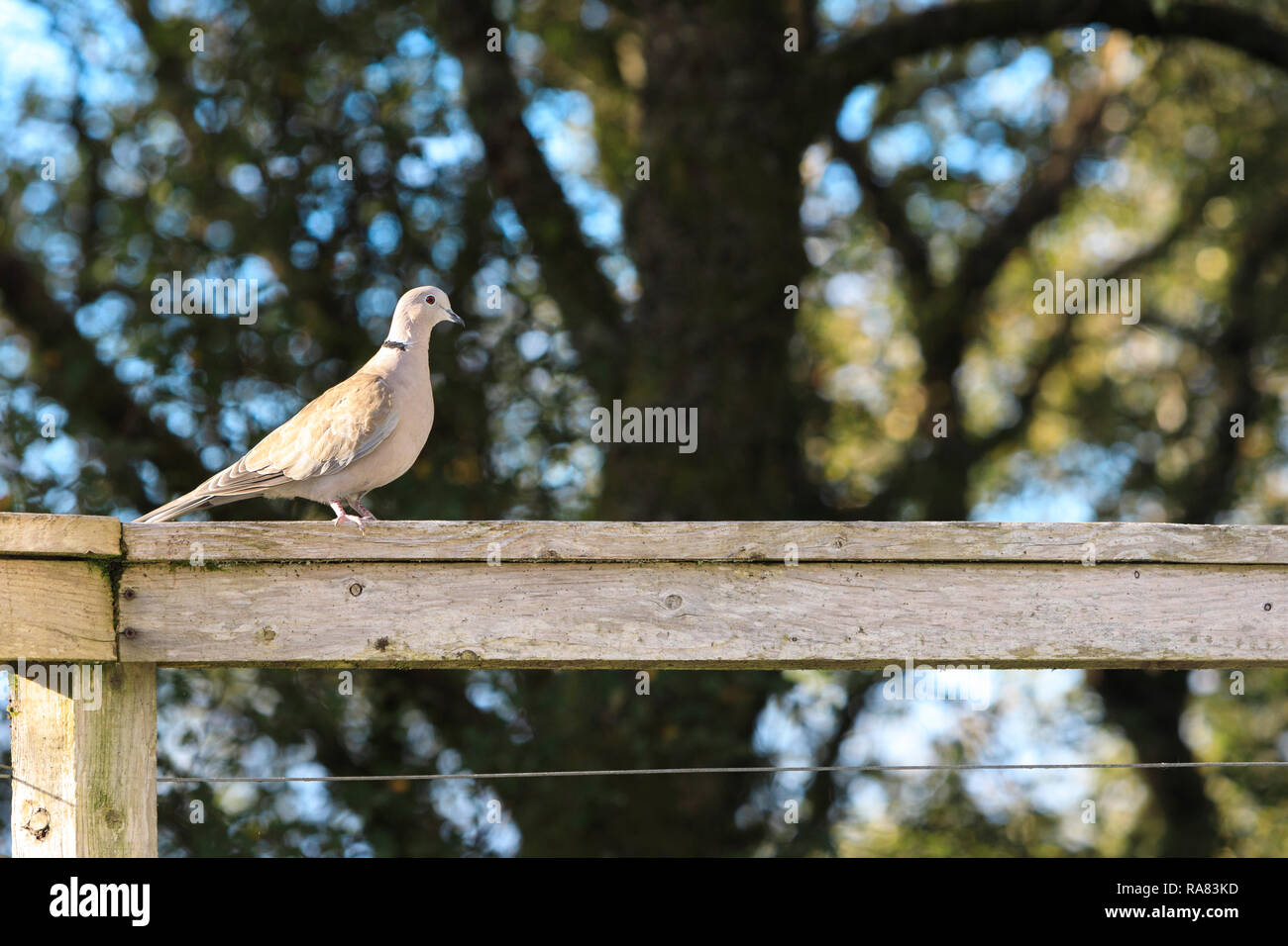 Collared dove, Streptopelia decaocto Stock Photo