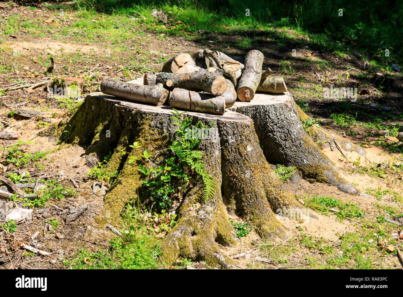 Chopped firewood logs on tree stump Stock Photo