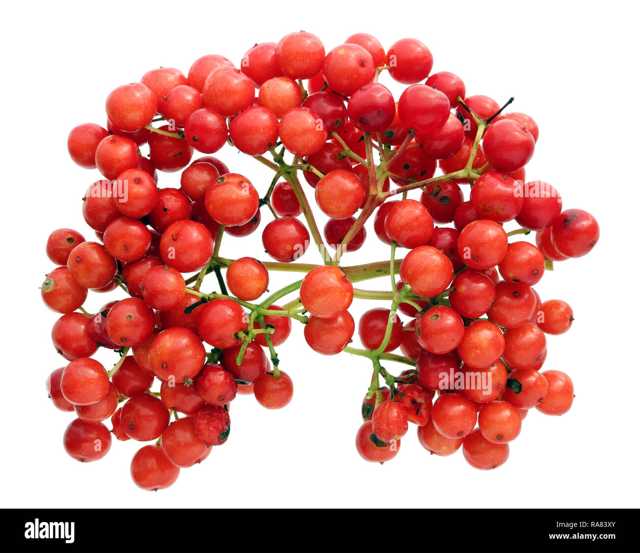 Red real wild viburnum berries grow like a firework concept. Isolated on white studio macro Stock Photo