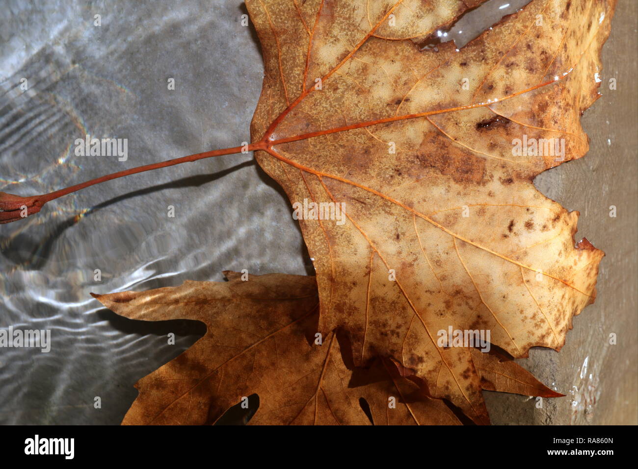 Dry autumn leaf on water Stock Photo