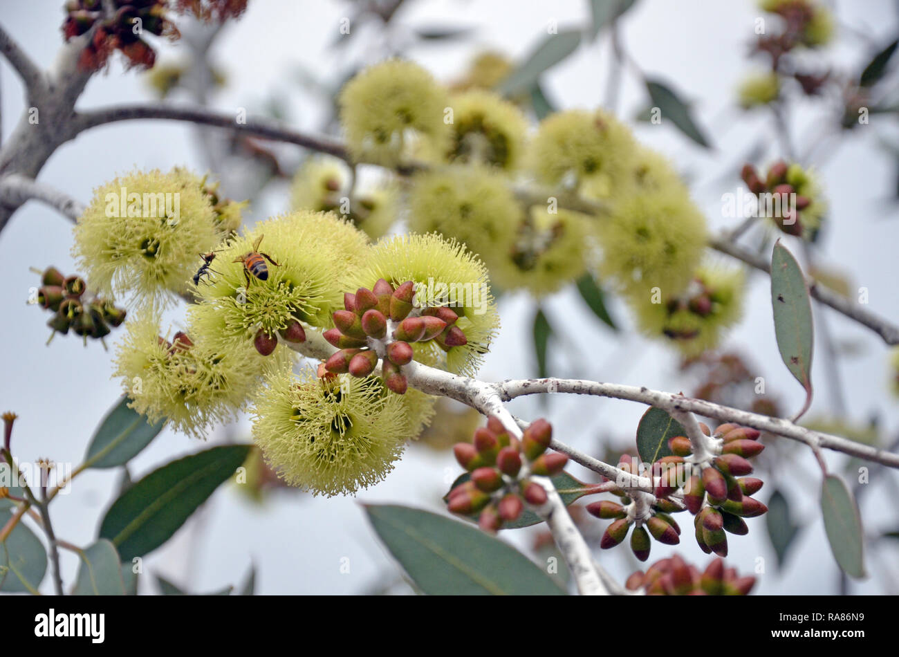 Bees pollinating yellow flowers of the Desmond Mallee, Eucalyptus