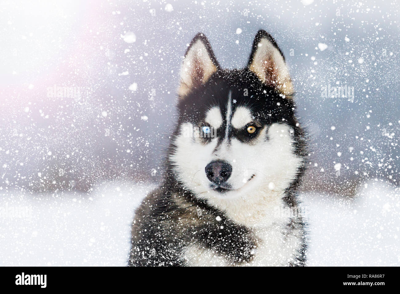Siberian husky different color eyes hi res stock photography and