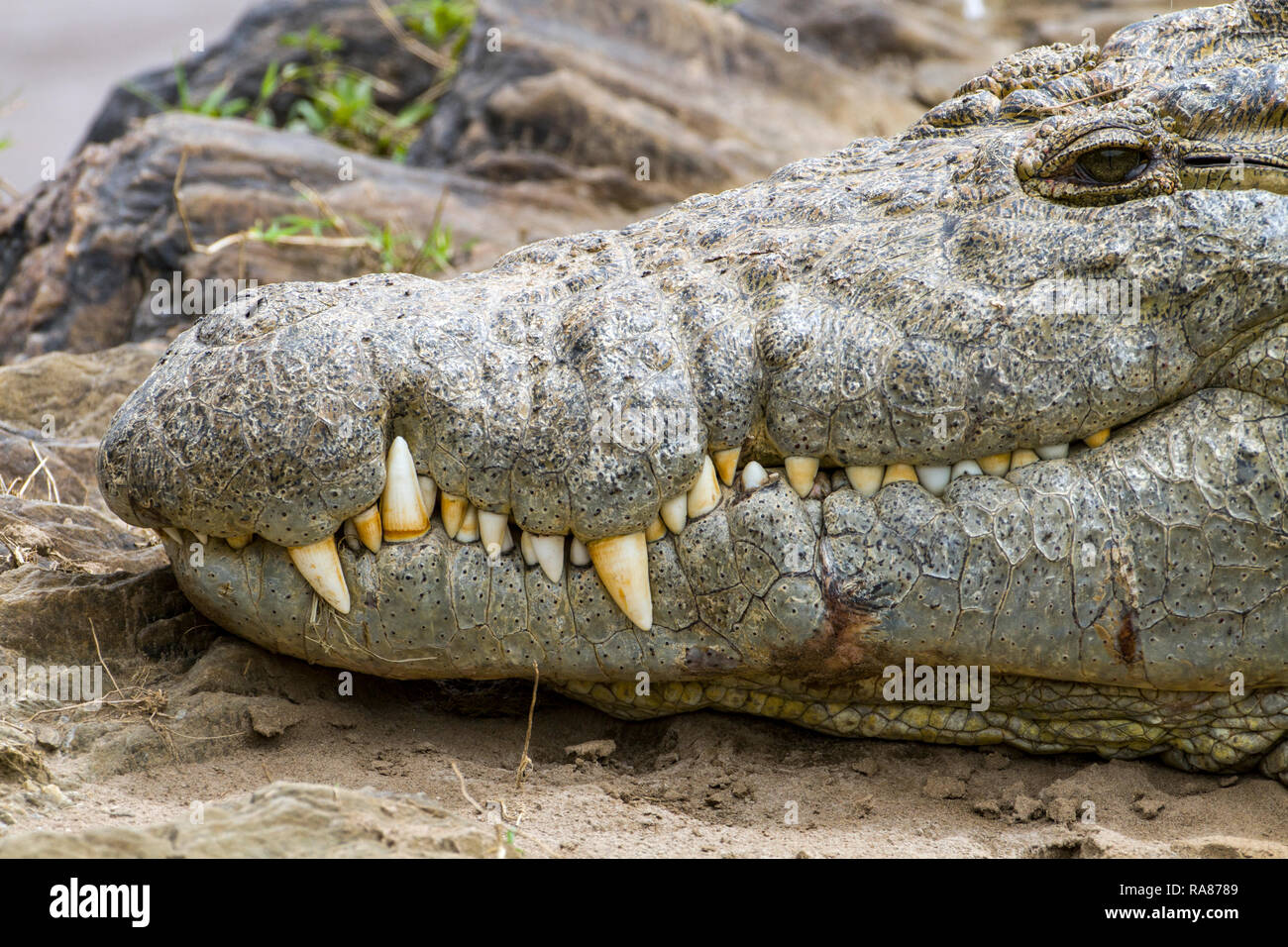 Nile crocodile head and sharp teeth near the river. Stock Photo