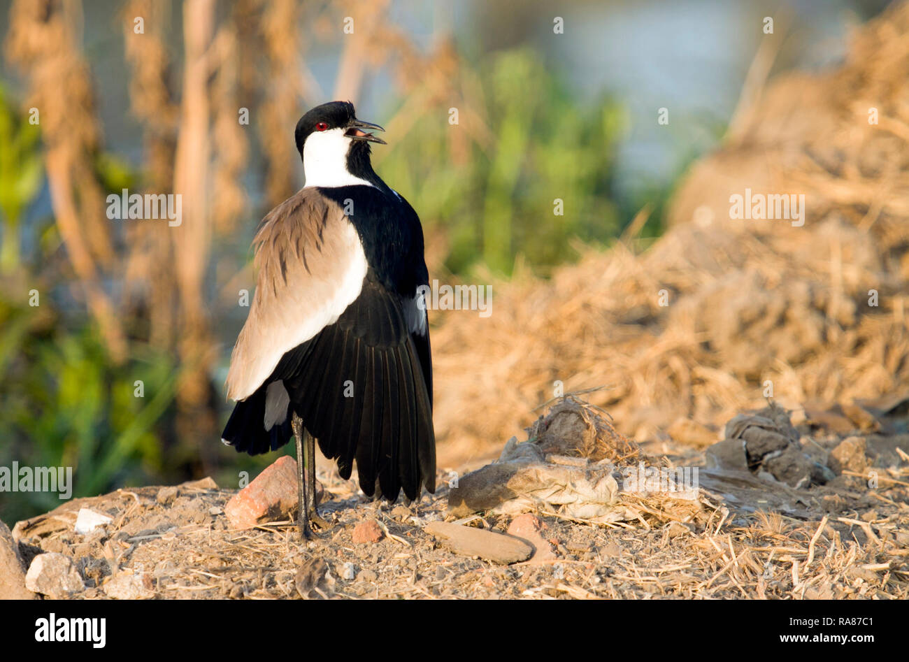 spur winged plover, common bird in Egypt and Africa Stock Photo Alamy