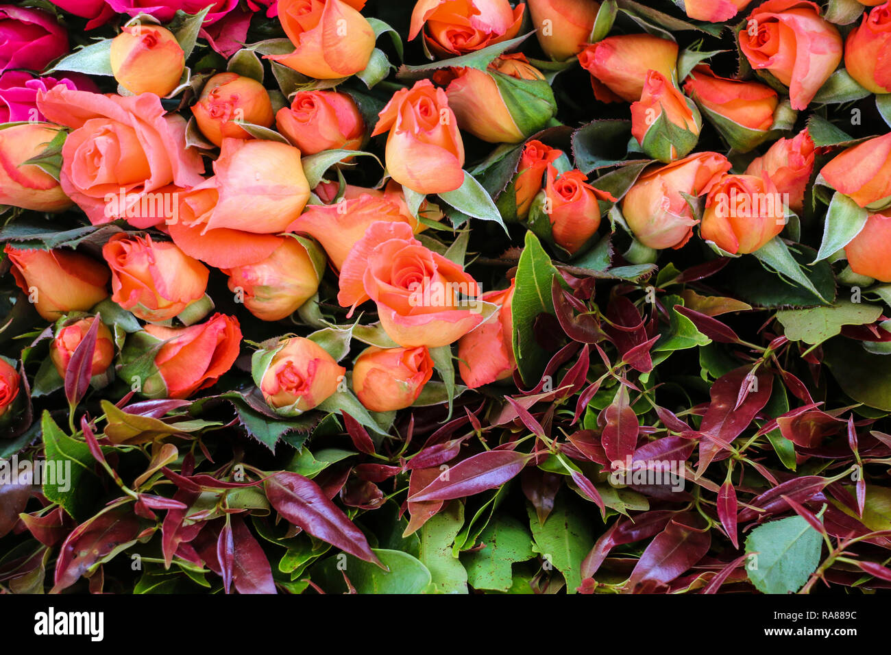 Background image of pink roses Stock Photo - Alamy