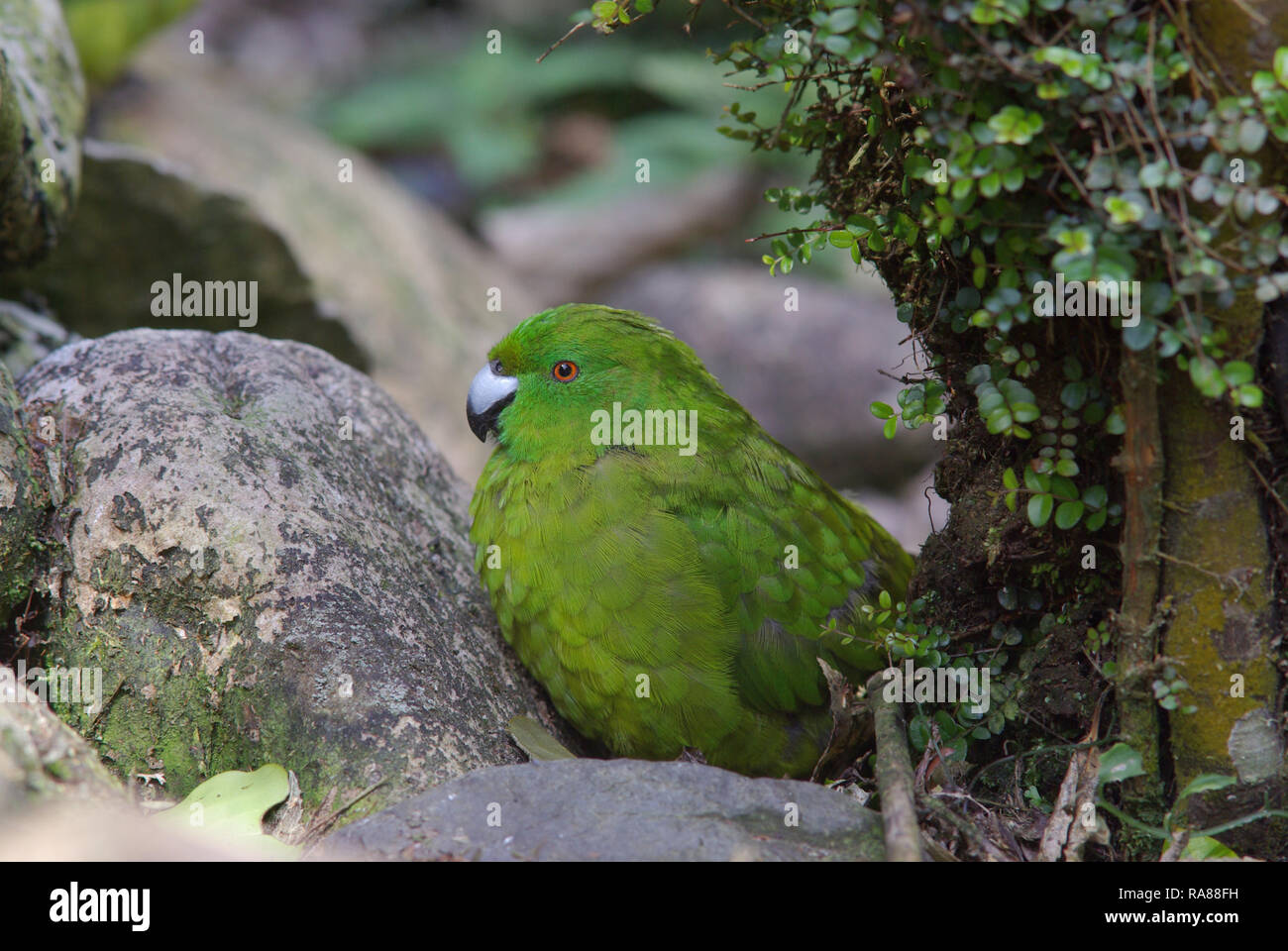 Antipodes Island parakeet, Cyanoramphus unicolor Stock Photo Alamy