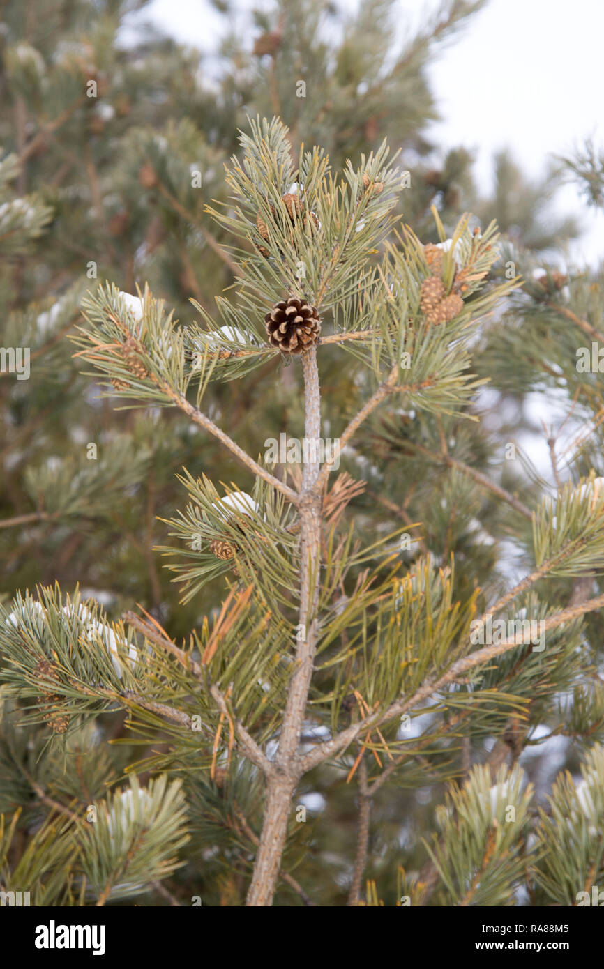 Pine branch with cones isolated on white background Stock Photo - Alamy
