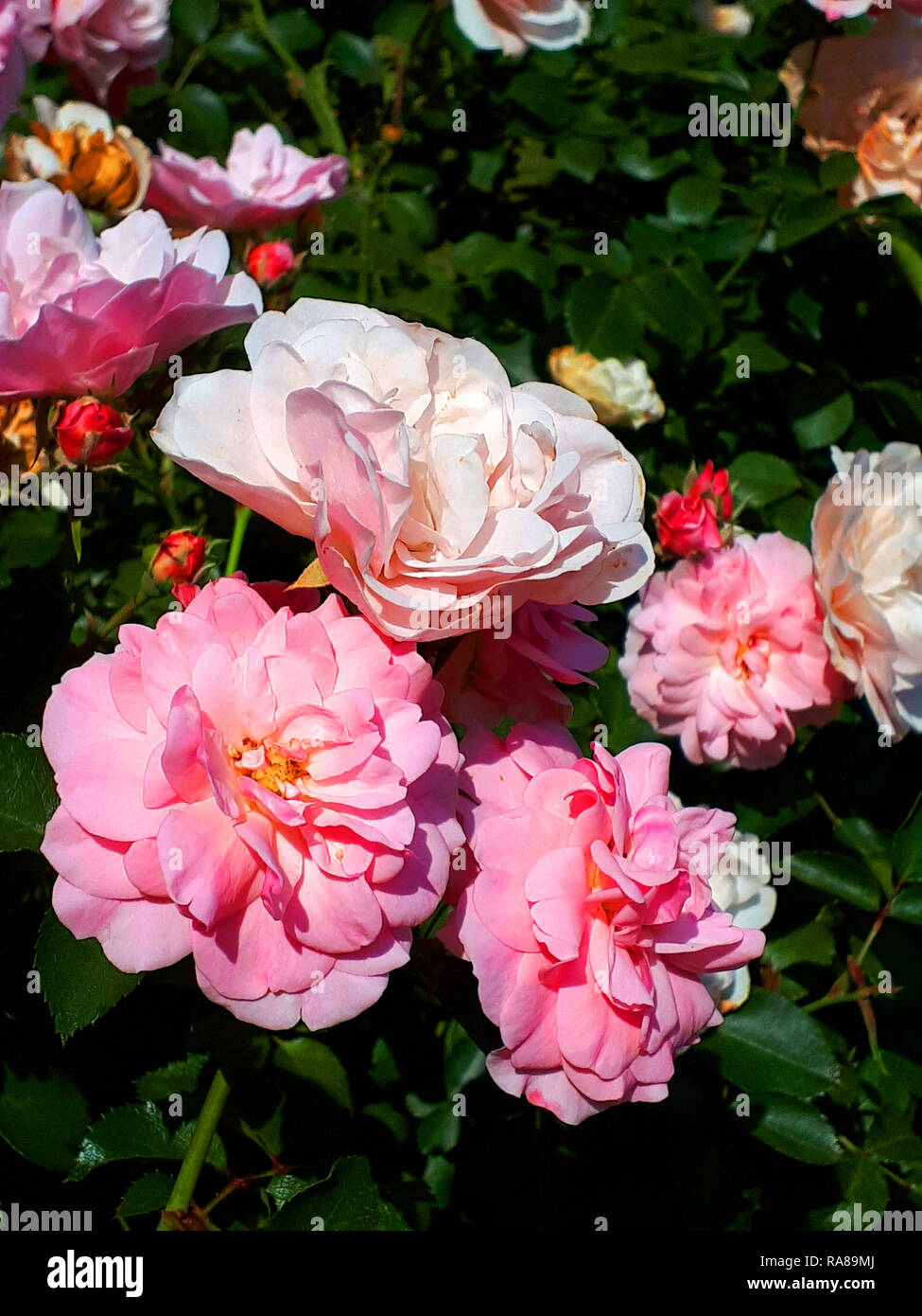 Flowers and garden in Krakow Poland Stock Photo Alamy
