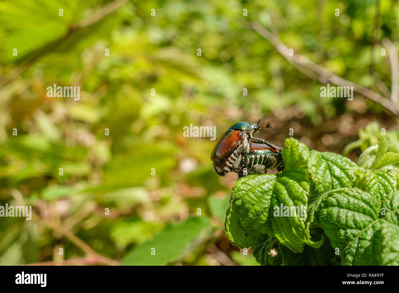 Close up of Japanese beetle insects mating against a background of