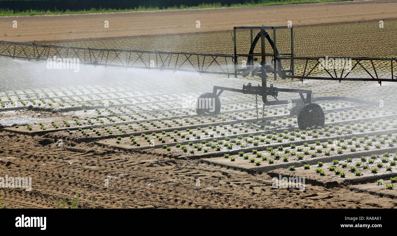 automatic irrigation system in the cultivated field with fresh shoots