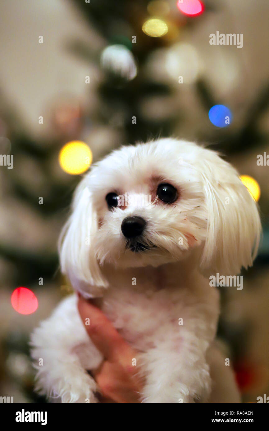 Maltese dog christmas portrait. Beautiful female maltese dog puppy