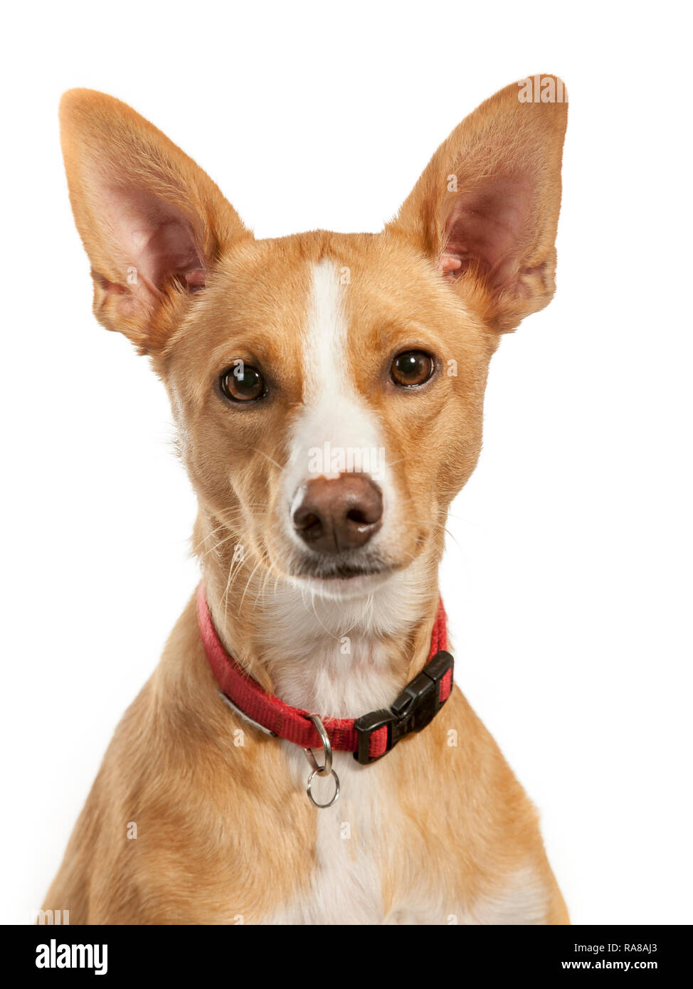 Spanish Podenco dog, portrait in studio on a white background Stock Photo