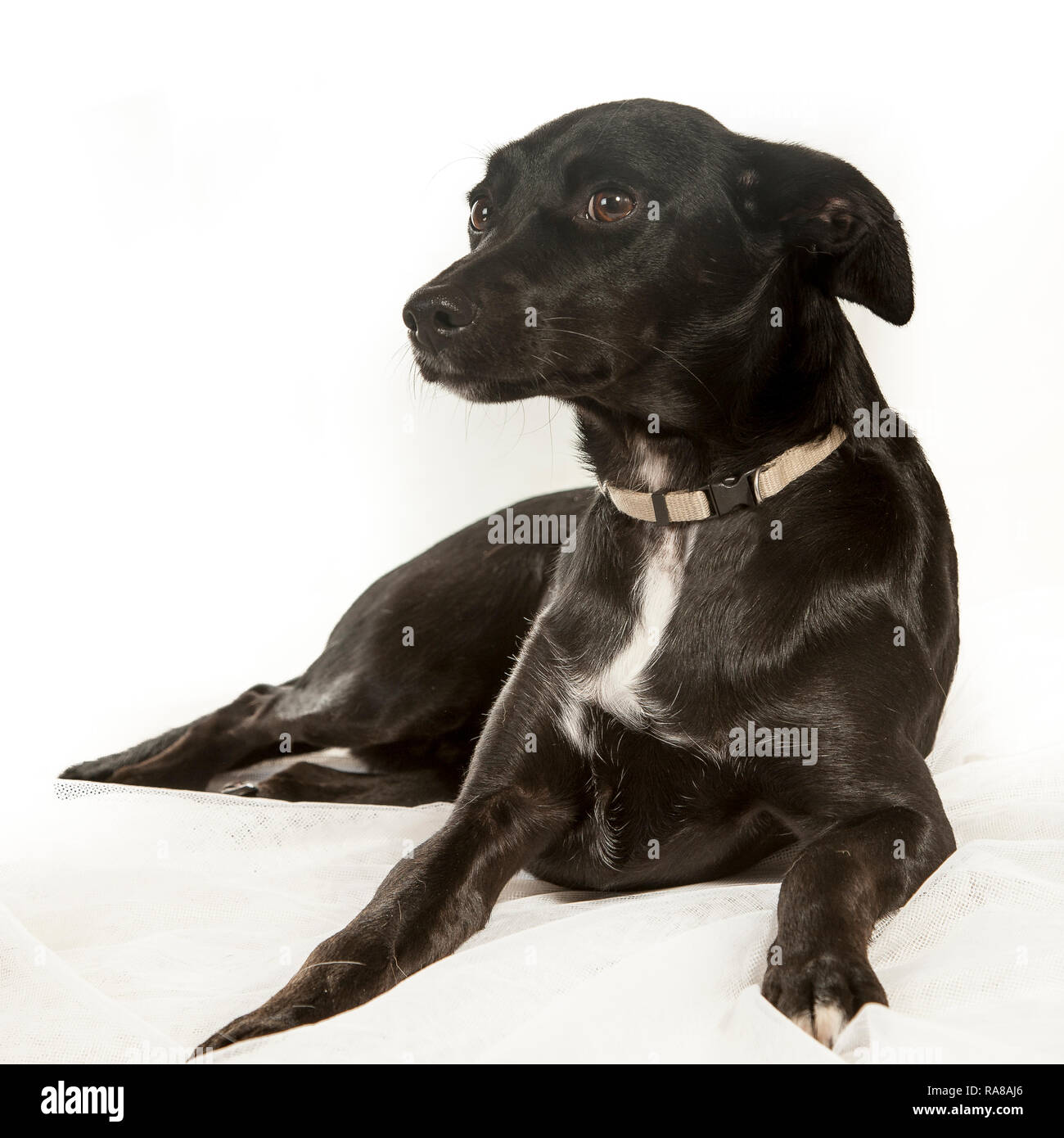 Spanish Podenco dog, portrait in studio on a white background Stock Photo -  Alamy