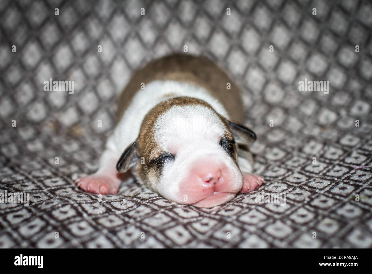 Portrait of a newborn 3 days old Pit Bull puppy Stock Photo