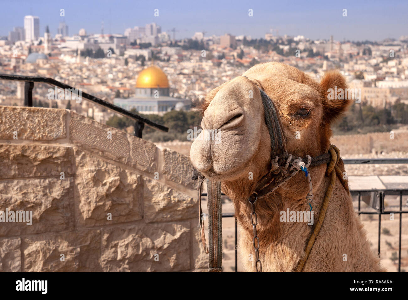 Camel in front of the Dome of Rock in Jerusalem. Israel Stock Photo
