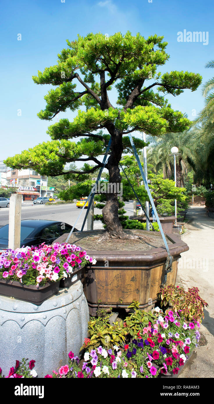 Asian bonsai tree in glazed garden pot with cartons of bright flowers Stock  Photo - Alamy