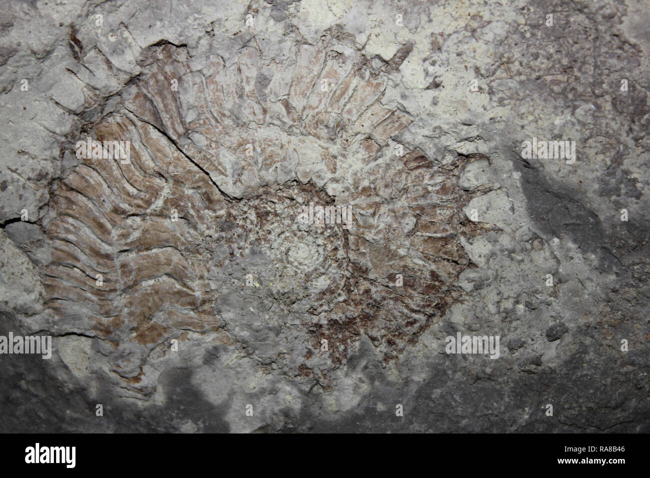 Jurassic Coast Fossil Ammonite Pectinatites cornutifer Stock Photo