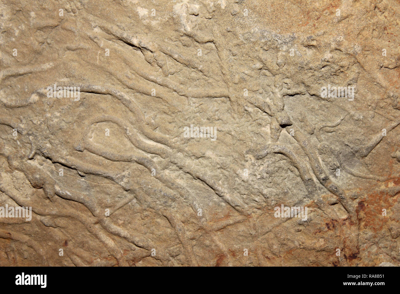 Trace Fossil Burrows Stock Photo 230065725 Alamy