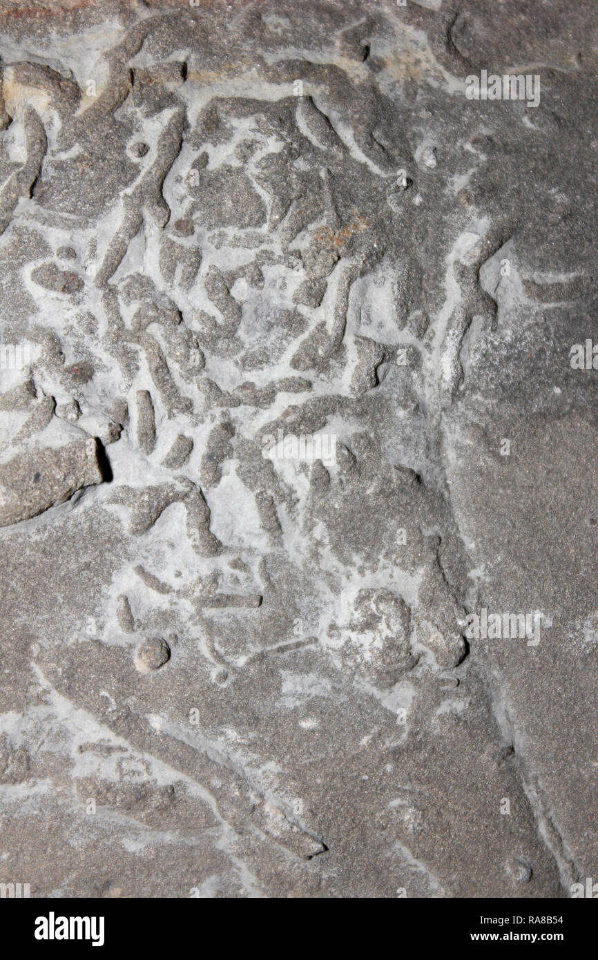 Trace Fossil Burrows Stock Photo - Alamy