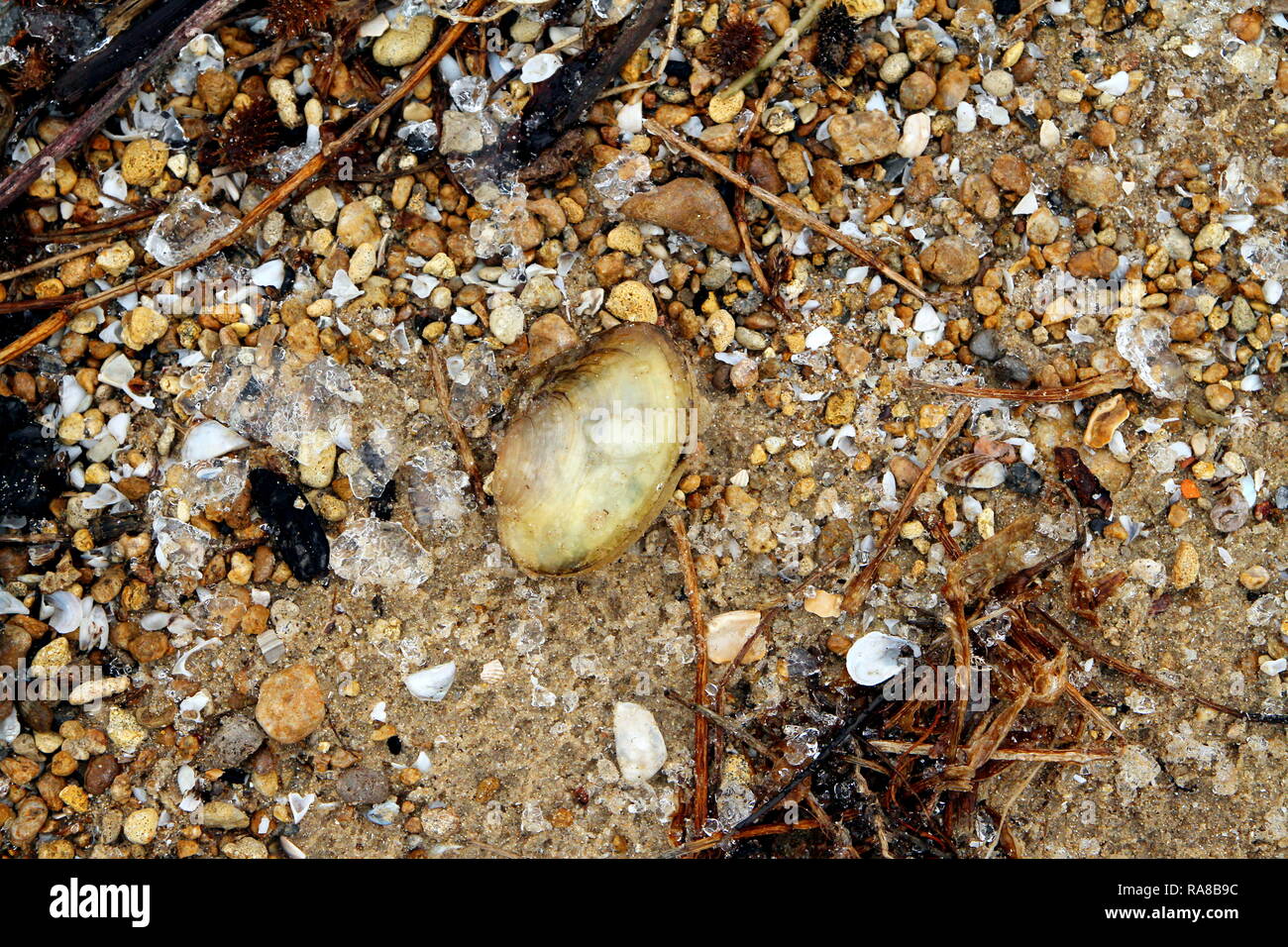 Freshwater shellfish on the beach Stock Photo Alamy