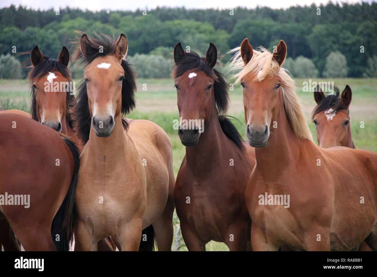 Free running wild horses on a meadow. Country midlands landscape with group of animals. Stock Photo