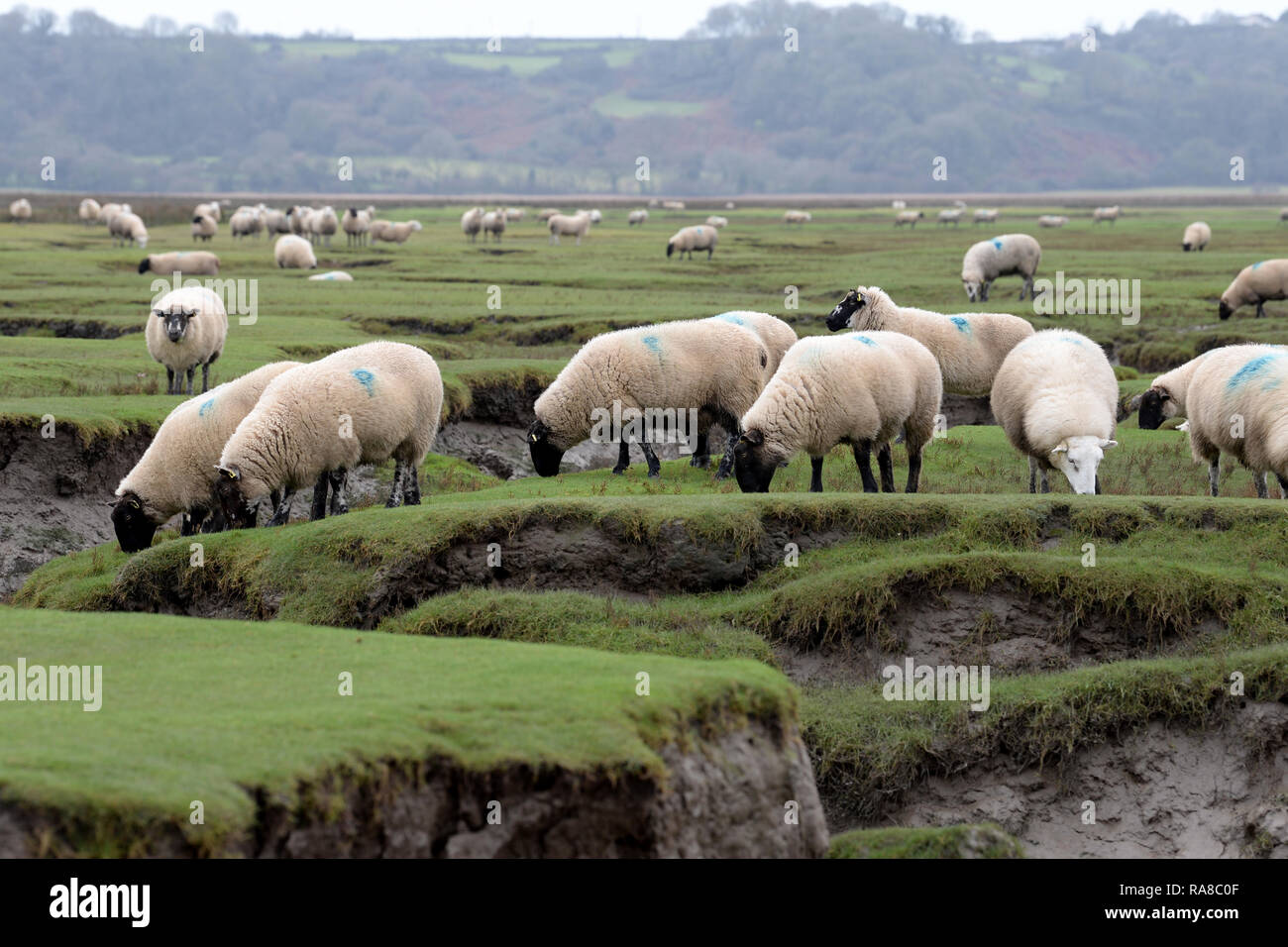 A flock of Welsh salt marsh lambs feeding between the tides on marshland estuary North Gower Stock Photo