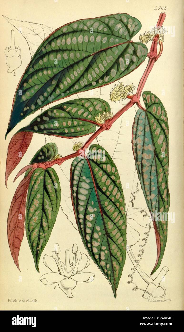 Botanical Print by Walter Hood Fitch 1817 1892, W.H. Fitch was an