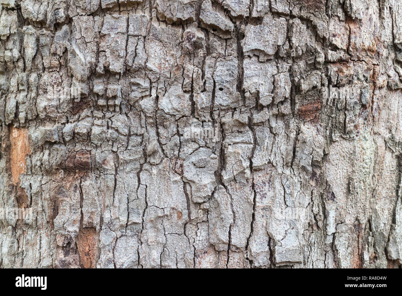 Pine Bark Texture Images – Browse 127,625 Stock Photos, Vectors, and Video