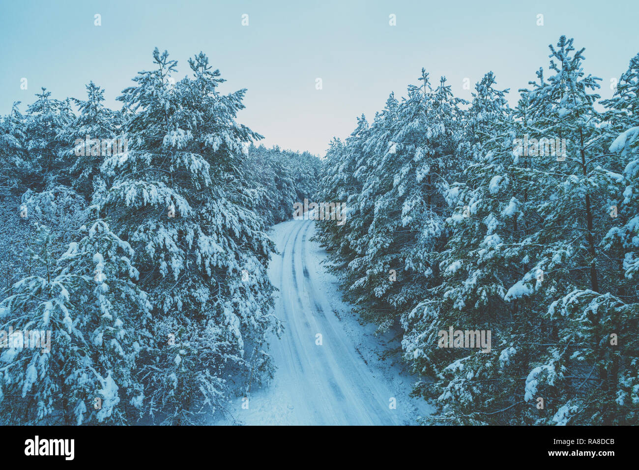 The road in the winter pine forest. The trees are covered with snow ...