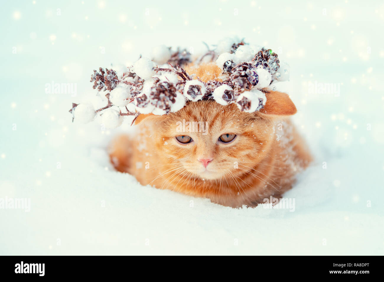 Portrait of a kitten wearing Christmas wreath. Cat walking on the snow in winter Stock Photo