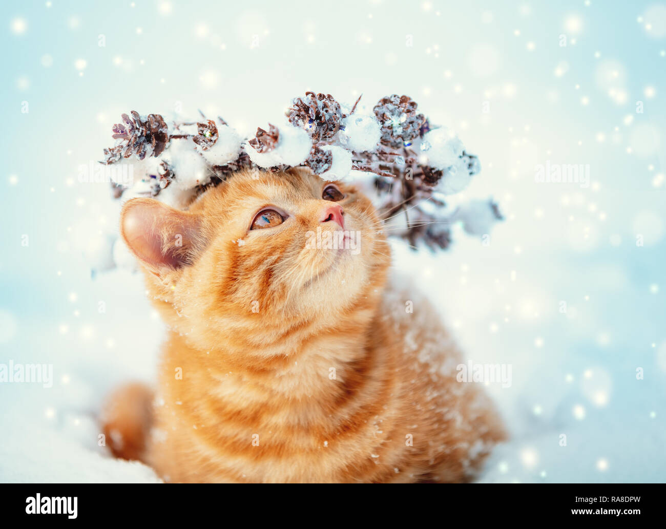 Portrait of a kitten wearing Christmas wreath. Cat walking on the snow in winter Stock Photo
