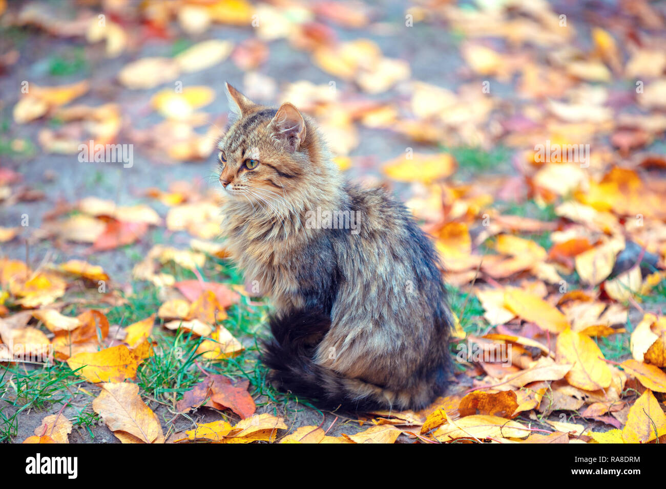 Cute siberian cat sitting on the fallen leaves in the autumn garden Stock Photo