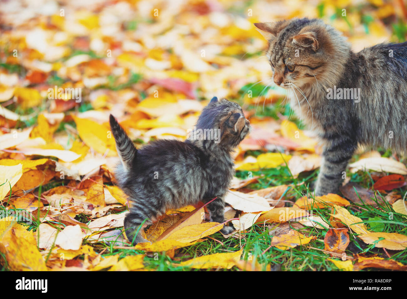 Little Kitten And Mother Cat Walk On Fallen Leaves In The Autumn Garden Stock Photo Alamy