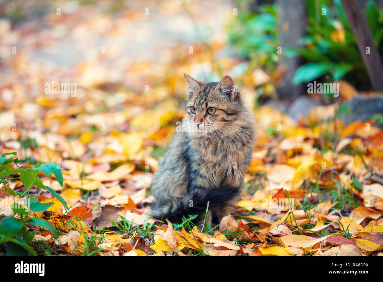 Cute siberian cat sitting on the fallen leaves in the autumn garden Stock Photo