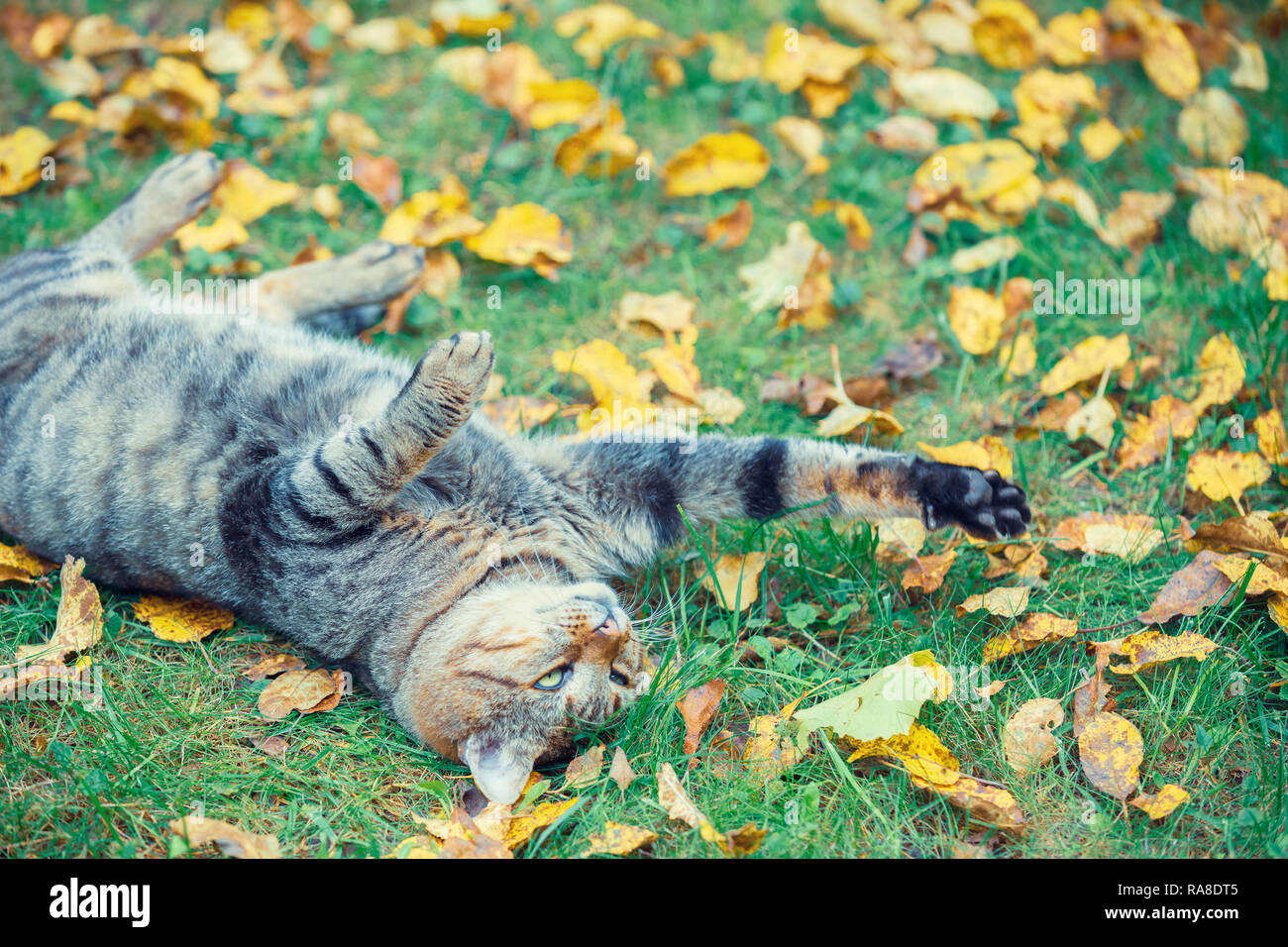 The cat lies on his back on the grass, covered with fallen leaves in the autumn garden Stock Photo