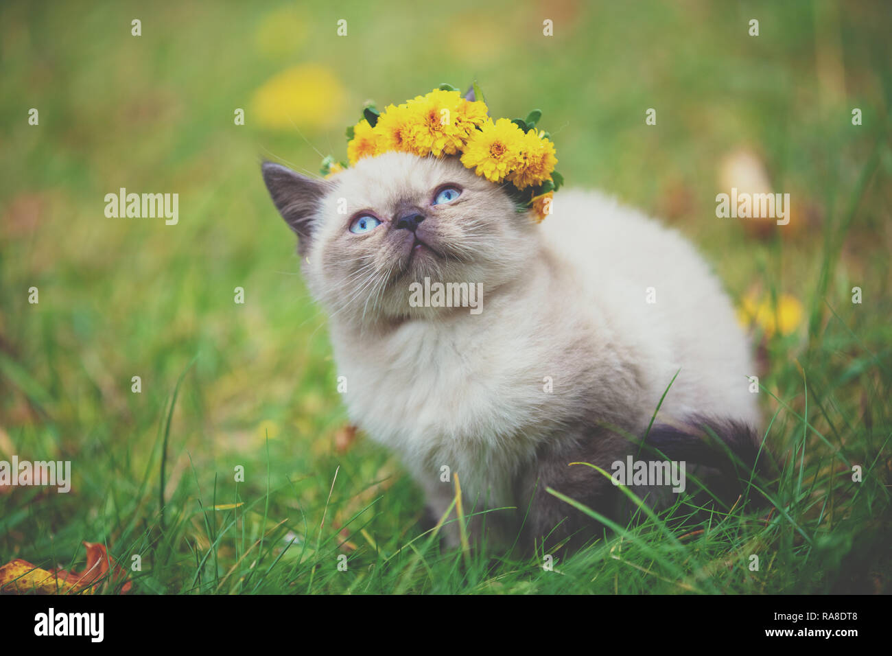 Little seal point kitten sitting on the grass in the autumn garden. Cat crowned with flower chaplet Stock Photo