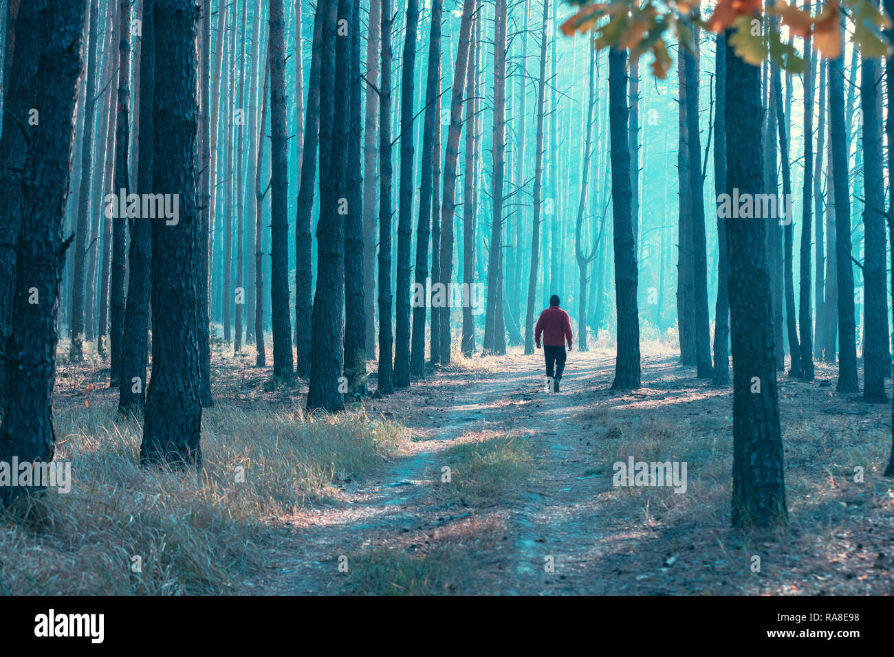 A man walks early in the morning along a forest road Stock Photo