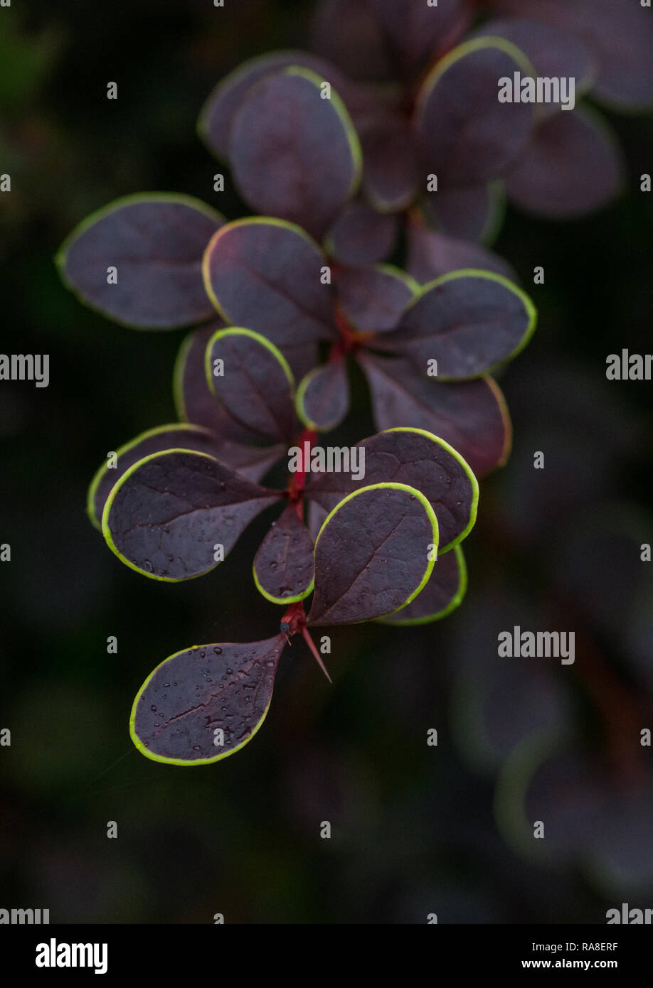 A macro shot of the red leaves of a berberis bush. Stock Photo