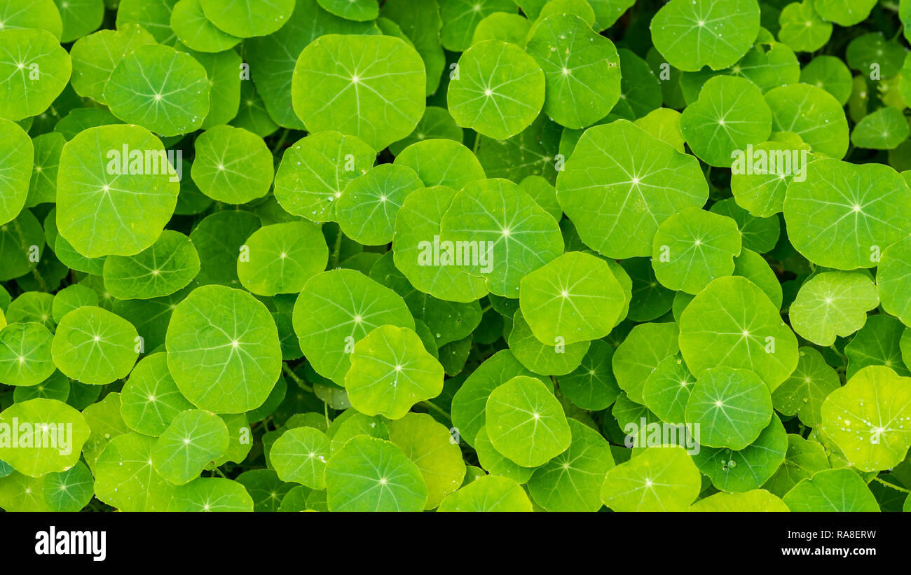 A shot of a mass of healthy looking green nasturtium leaves Stock Photo