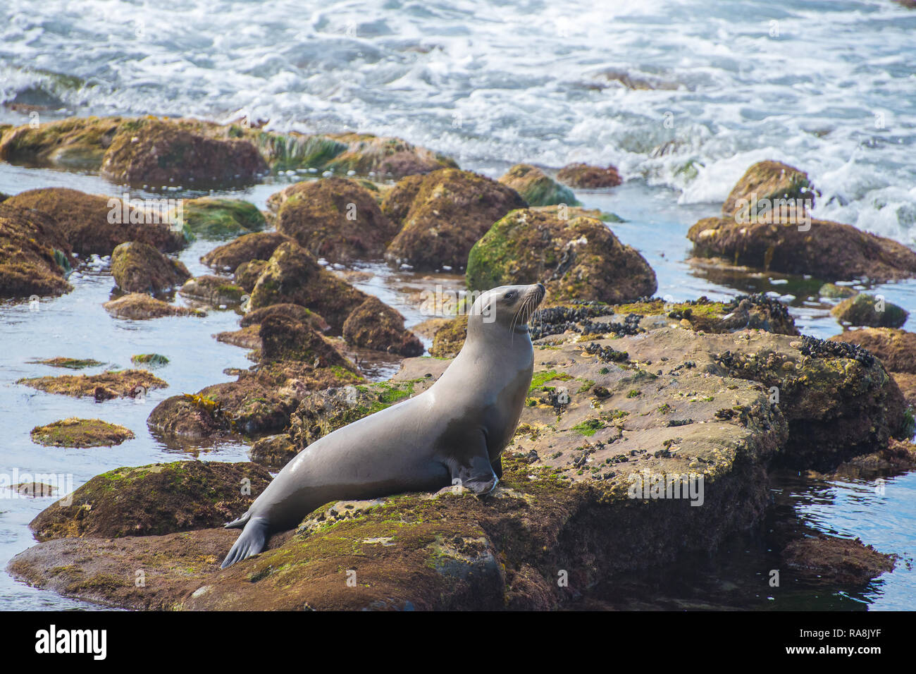 California Sea Lion Sunning on Rocks near the Edge of tha Pacific Ocean Stock Photo